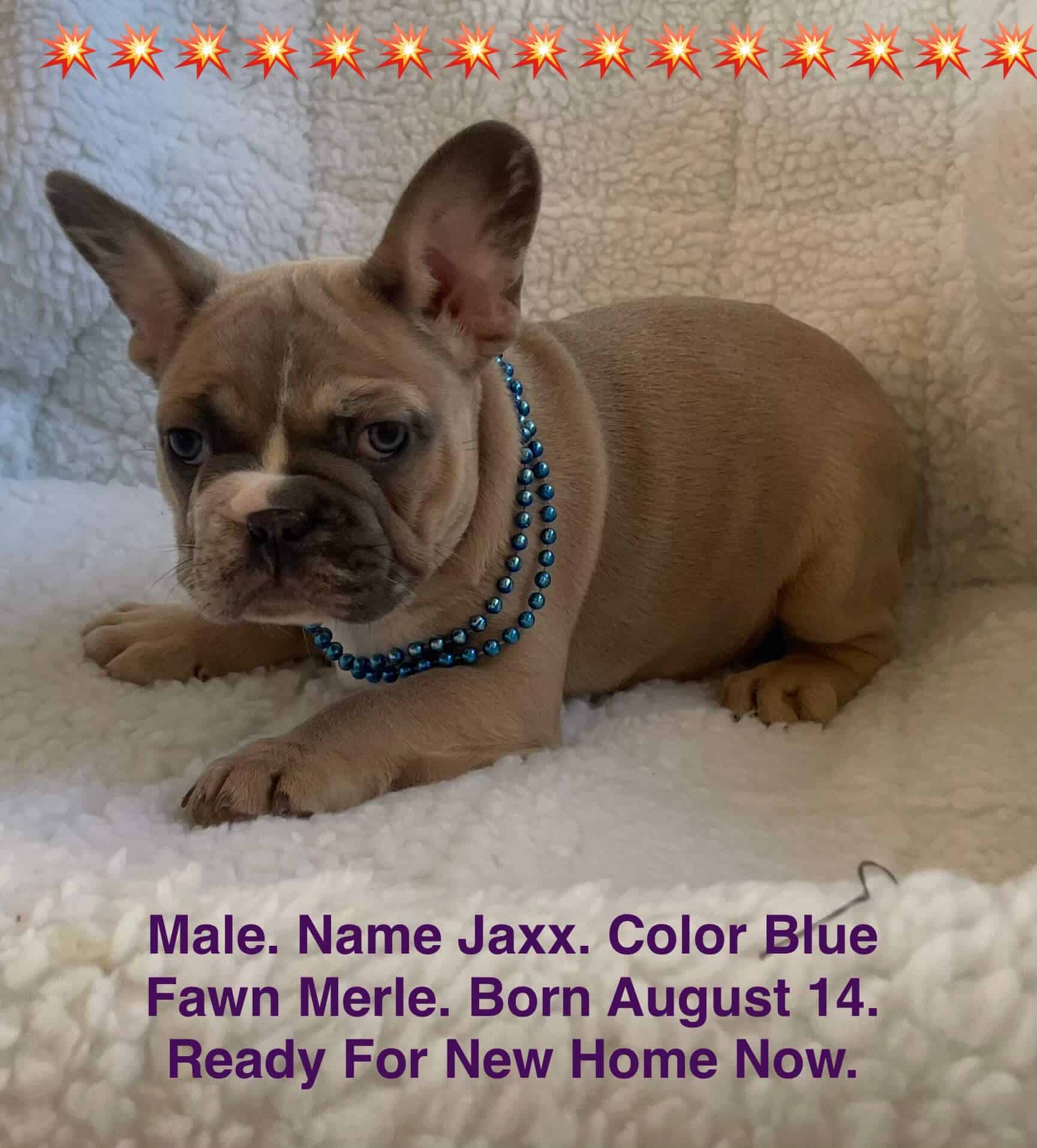 11.20.25 Zooks French Bulldogs Update Gallery