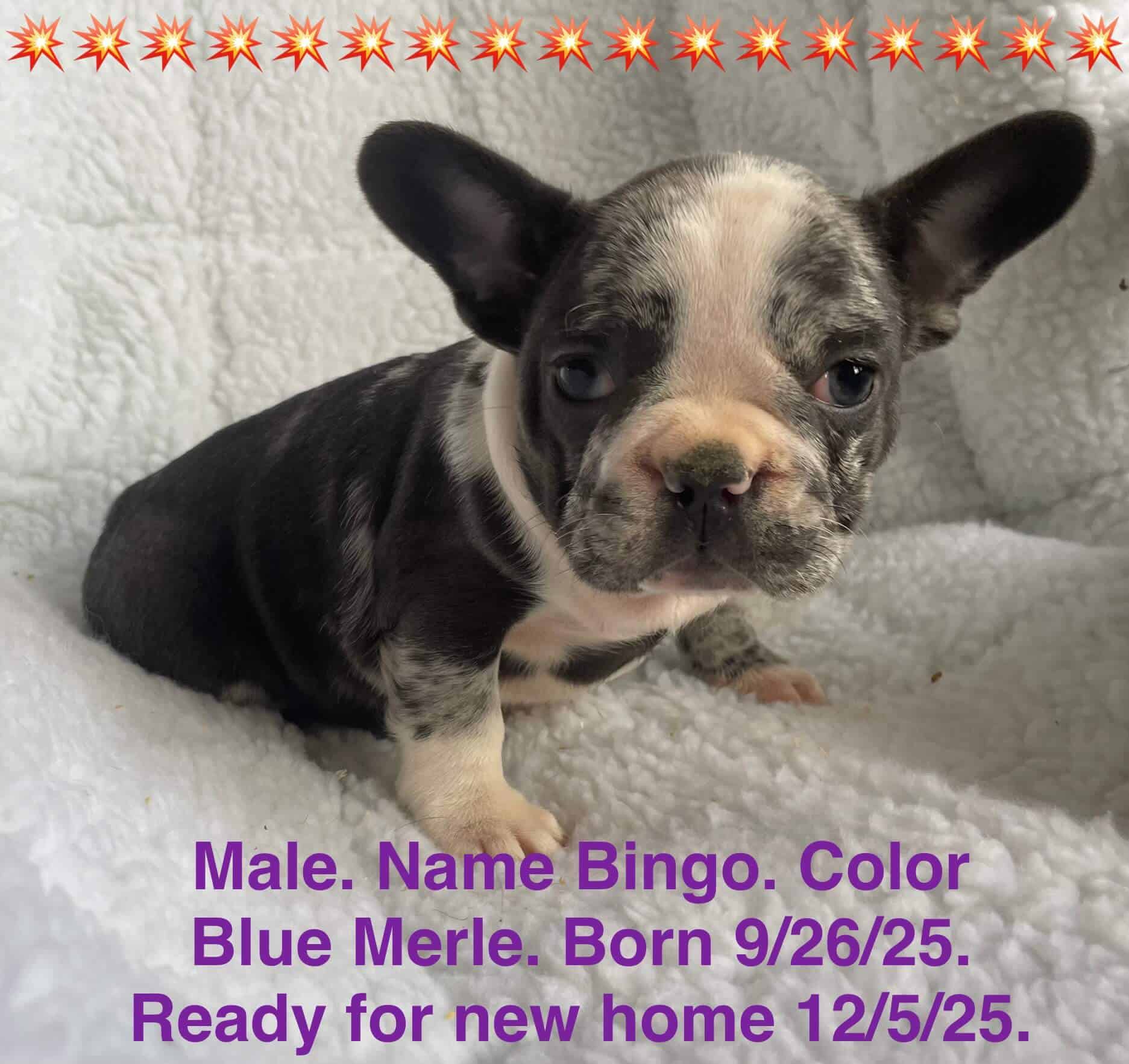 11.20.25 Zooks French Bulldogs Update Gallery