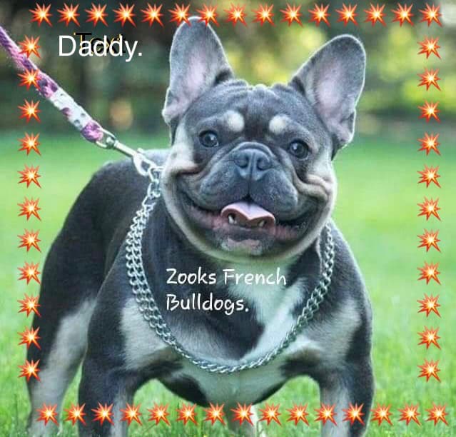 Zook's French Bulldogs (1)