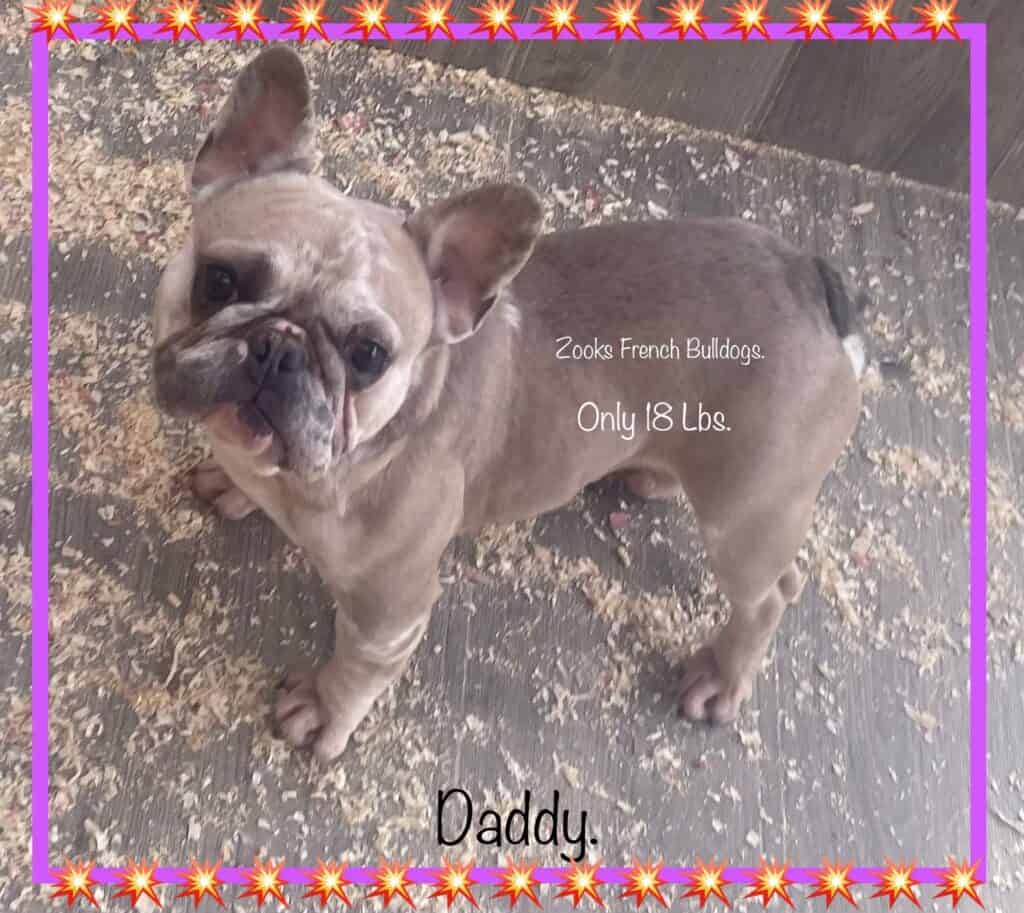 Zook's French Bulldogs (2)