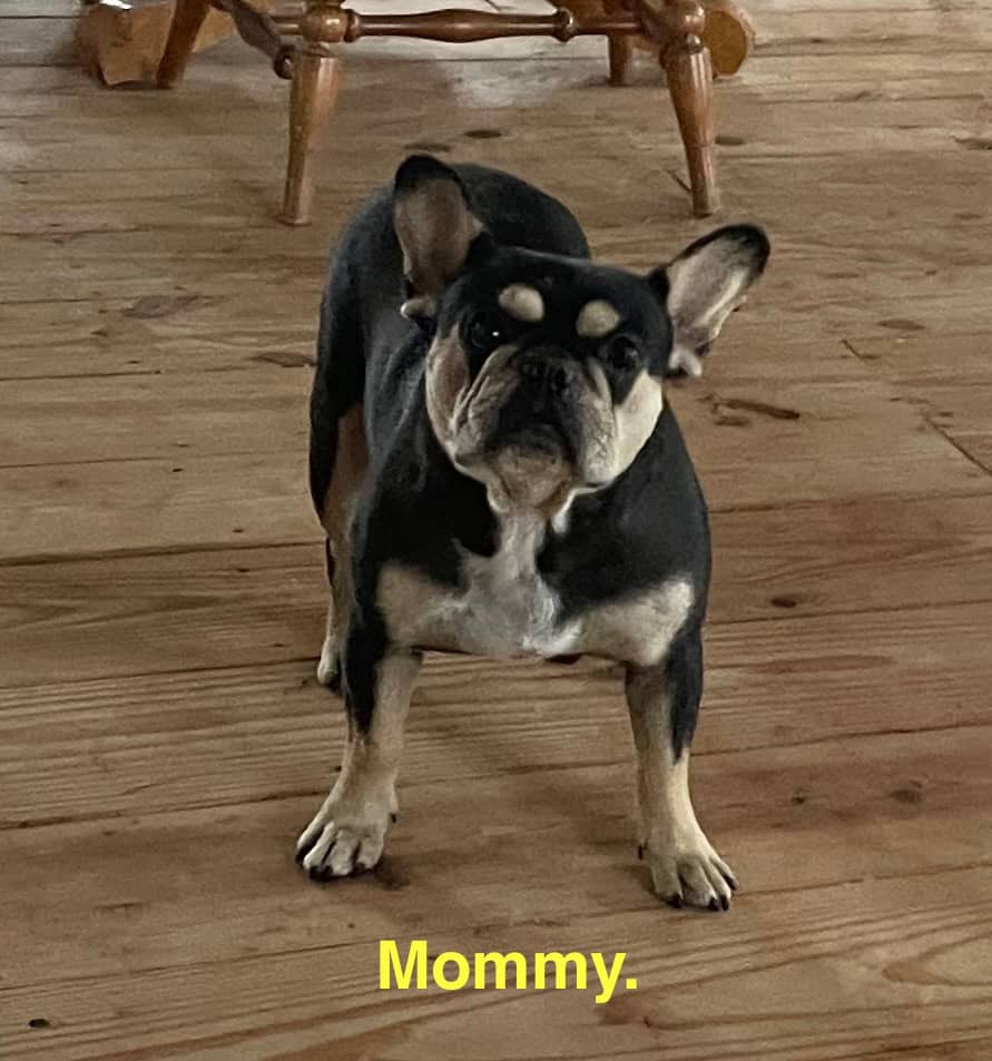 Zook's French Bulldogs (3)