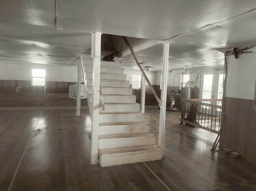 Zook's French Bulldogs