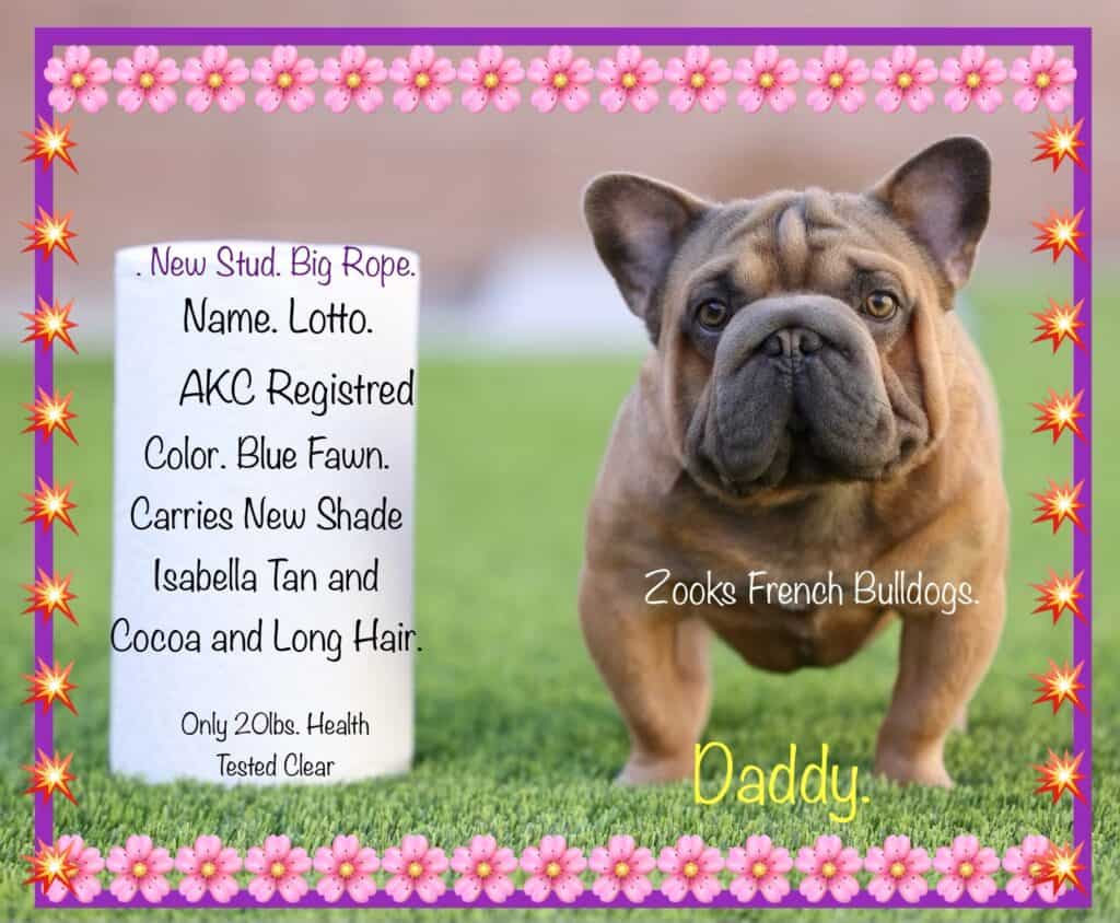 Zook's French Bulldogs (4)