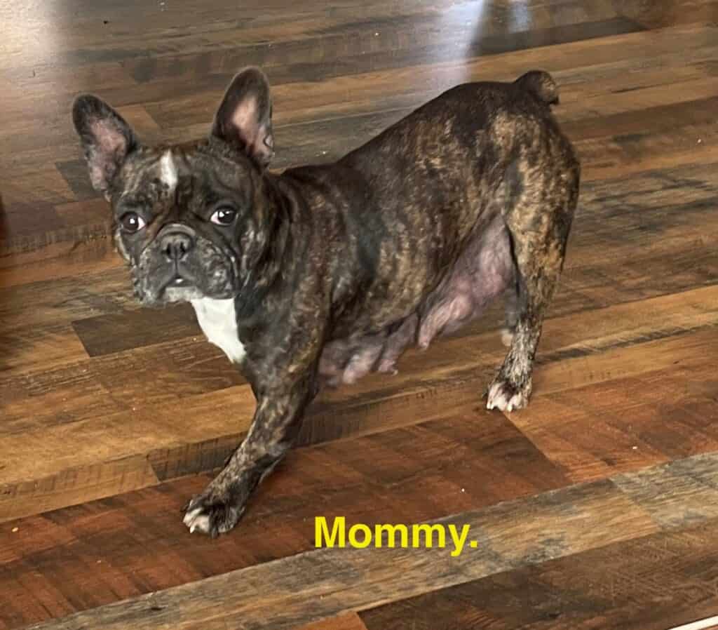 Zook's French Bulldogs (5)