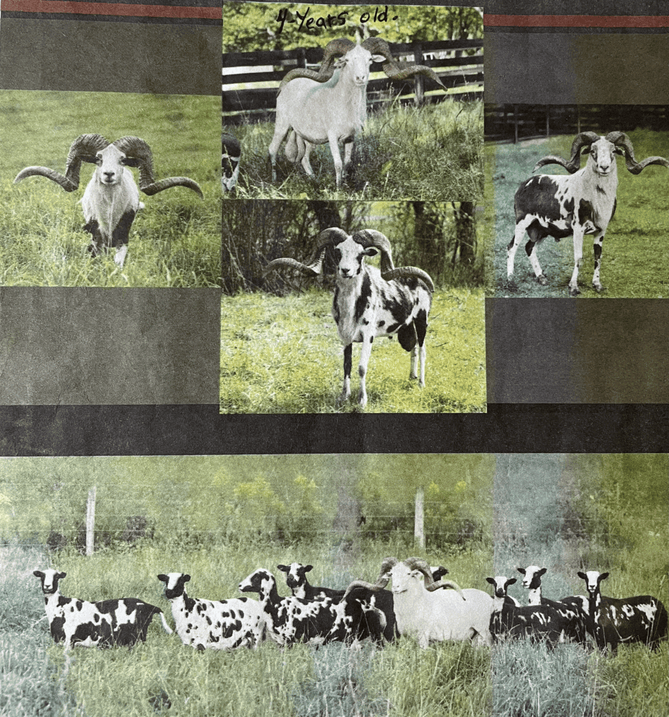 Zooks French Bulldogs