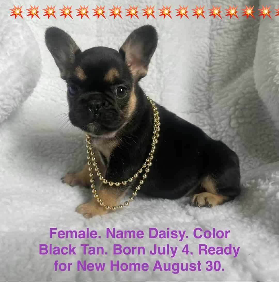 Zook's French Bulldogs Daisy