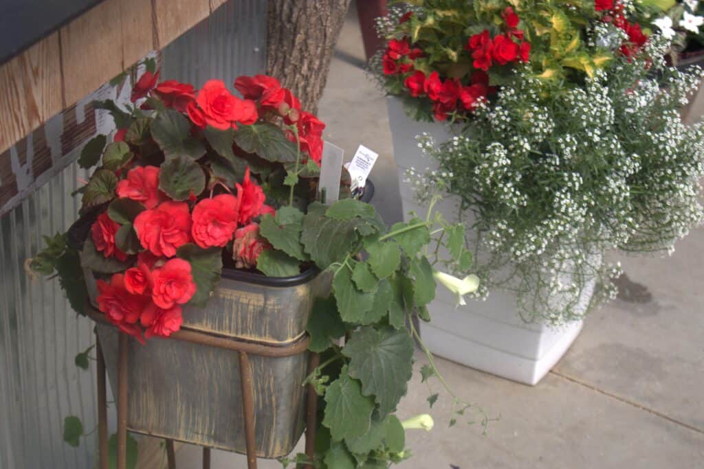 A Frame Family Greenhouse (14)