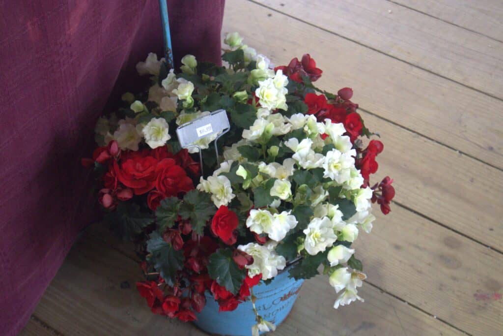 A Frame Family Greenhouse (15)