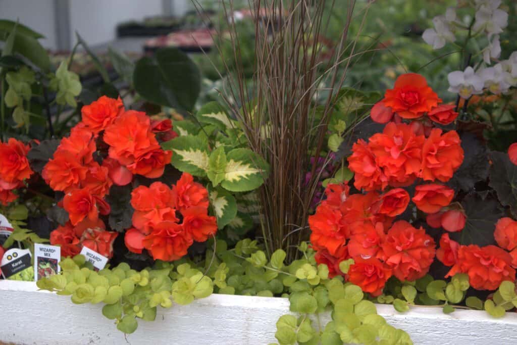 A Frame Family Greenhouse (17)