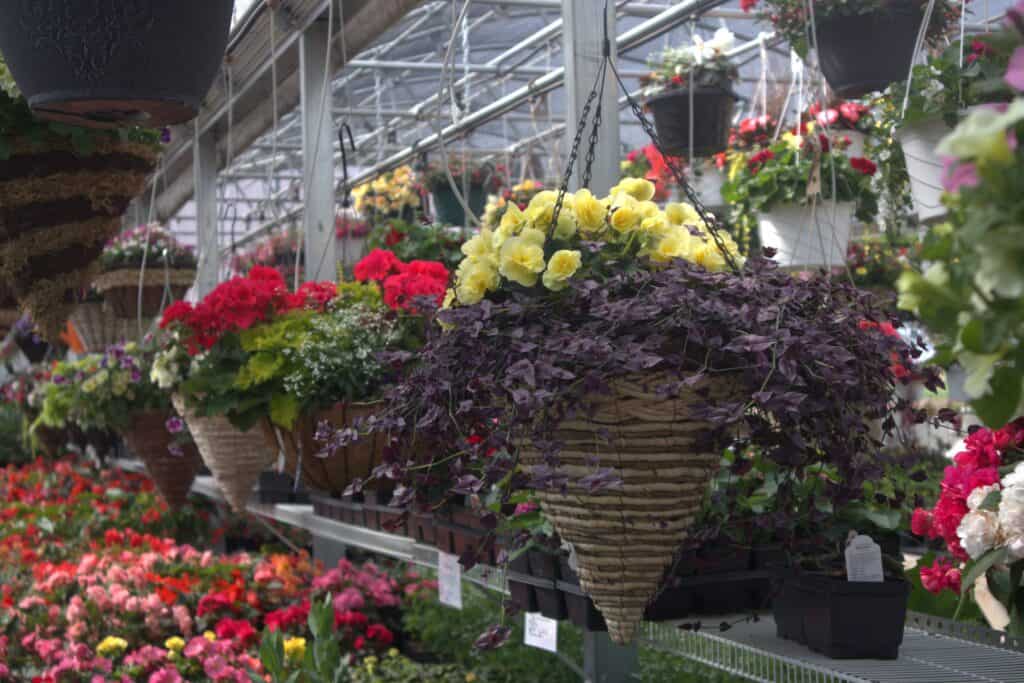 A Frame Family Greenhouse (18)