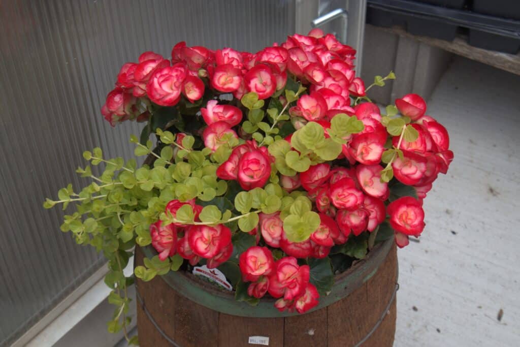 A Frame Family Greenhouse (20)