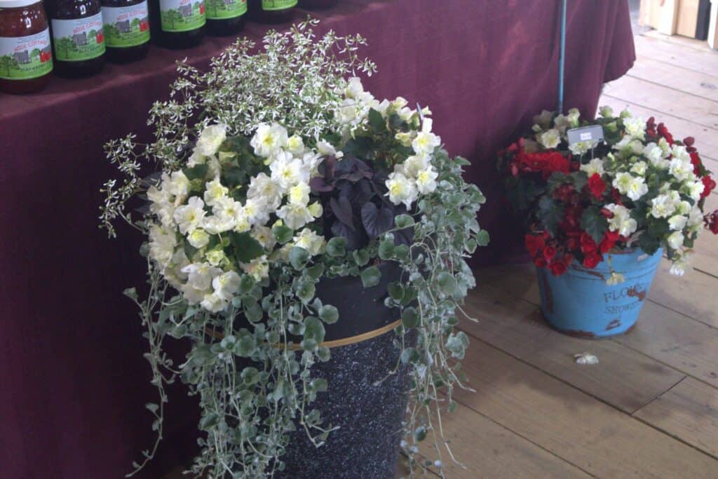 A Frame Family Greenhouse (24)