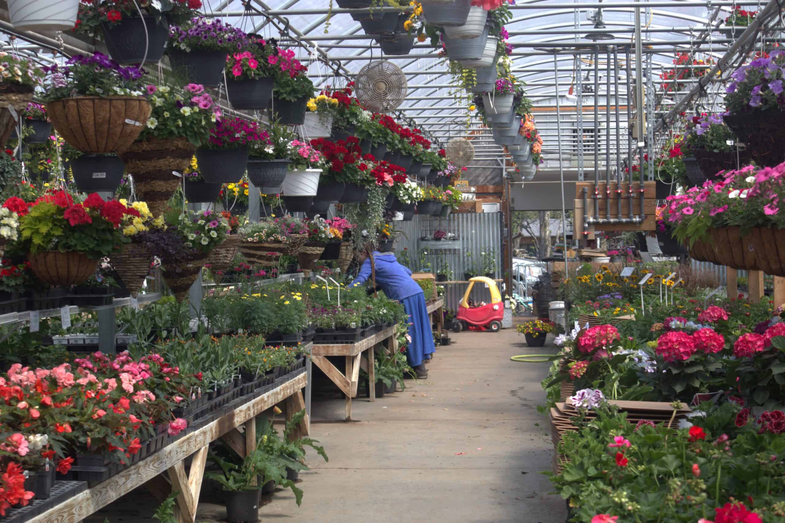 A Frame Family Greenhouse (25)