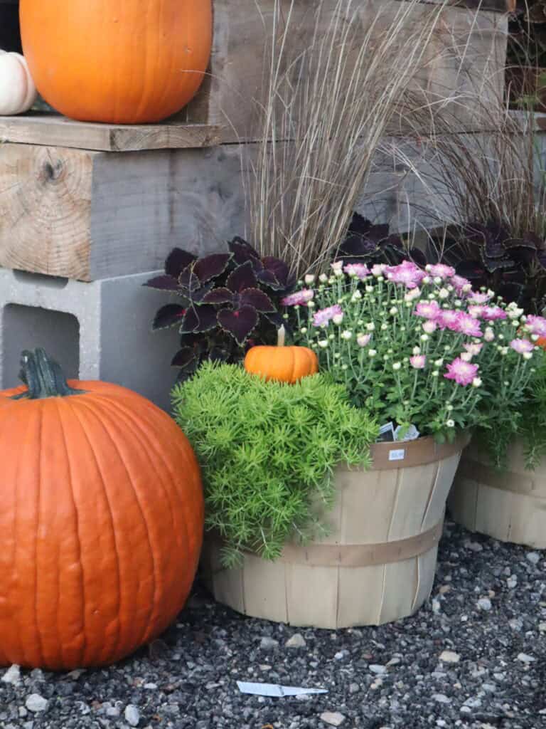 A Frame Family Greenhouse (6)