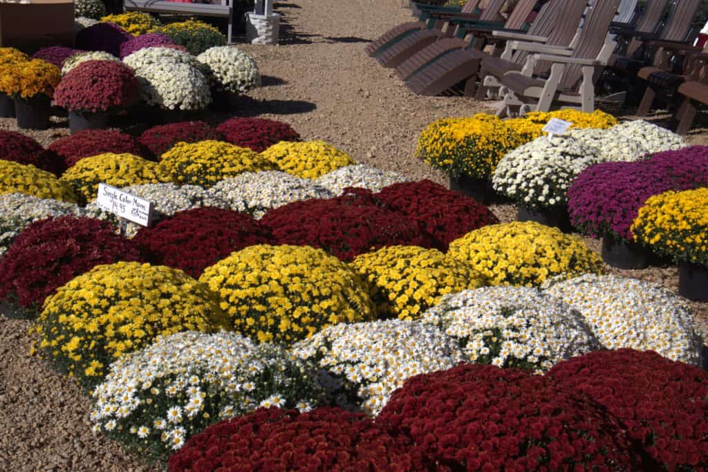 A Frame Family Greenhouse (7)