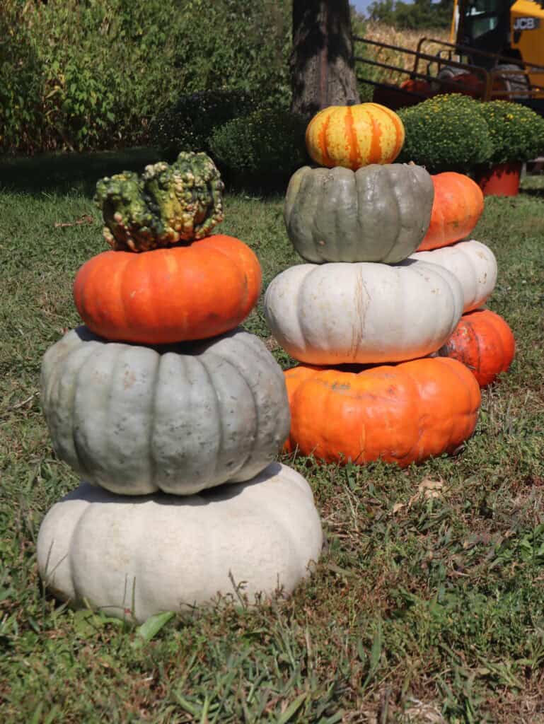 A Frame Family Greenhouse (8)