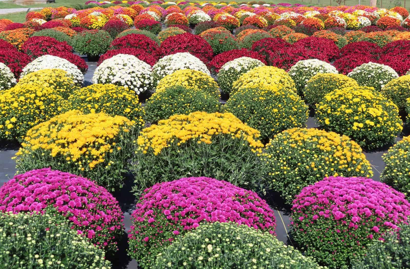 The Rio Tomato Fall Items