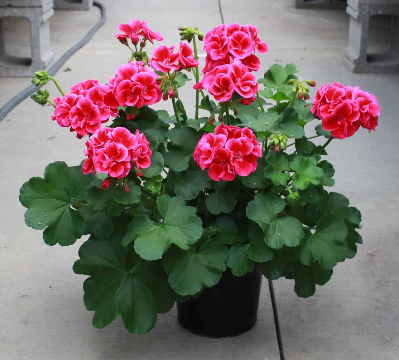 The Rio Tomato Geraniums