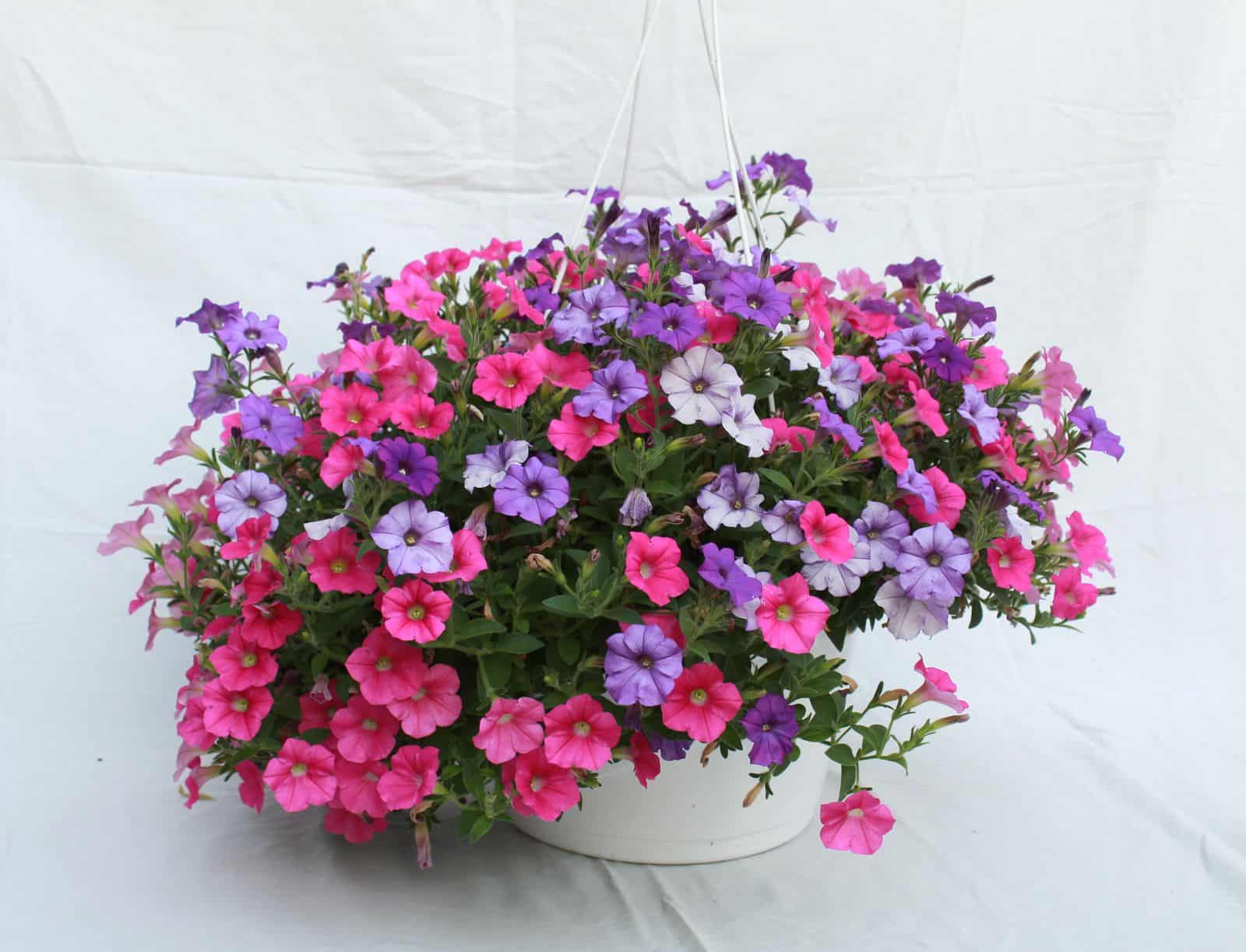 The Rio Tomato Petunias