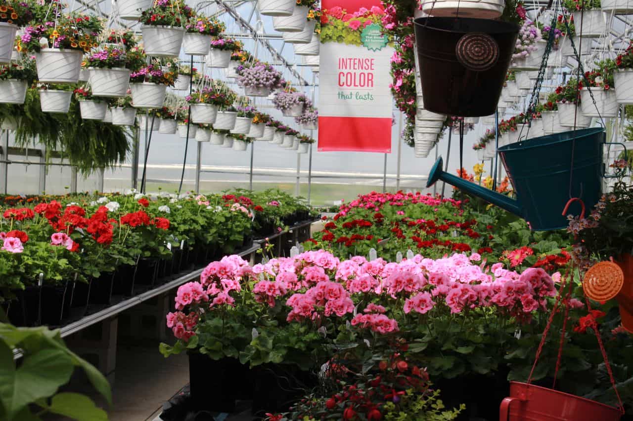 The Rio Tomato Spring Garden Sales