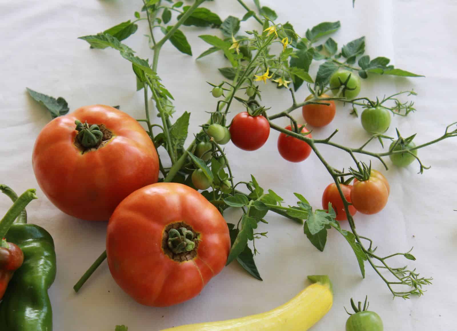The Rio Tomato Tips for Tomatos