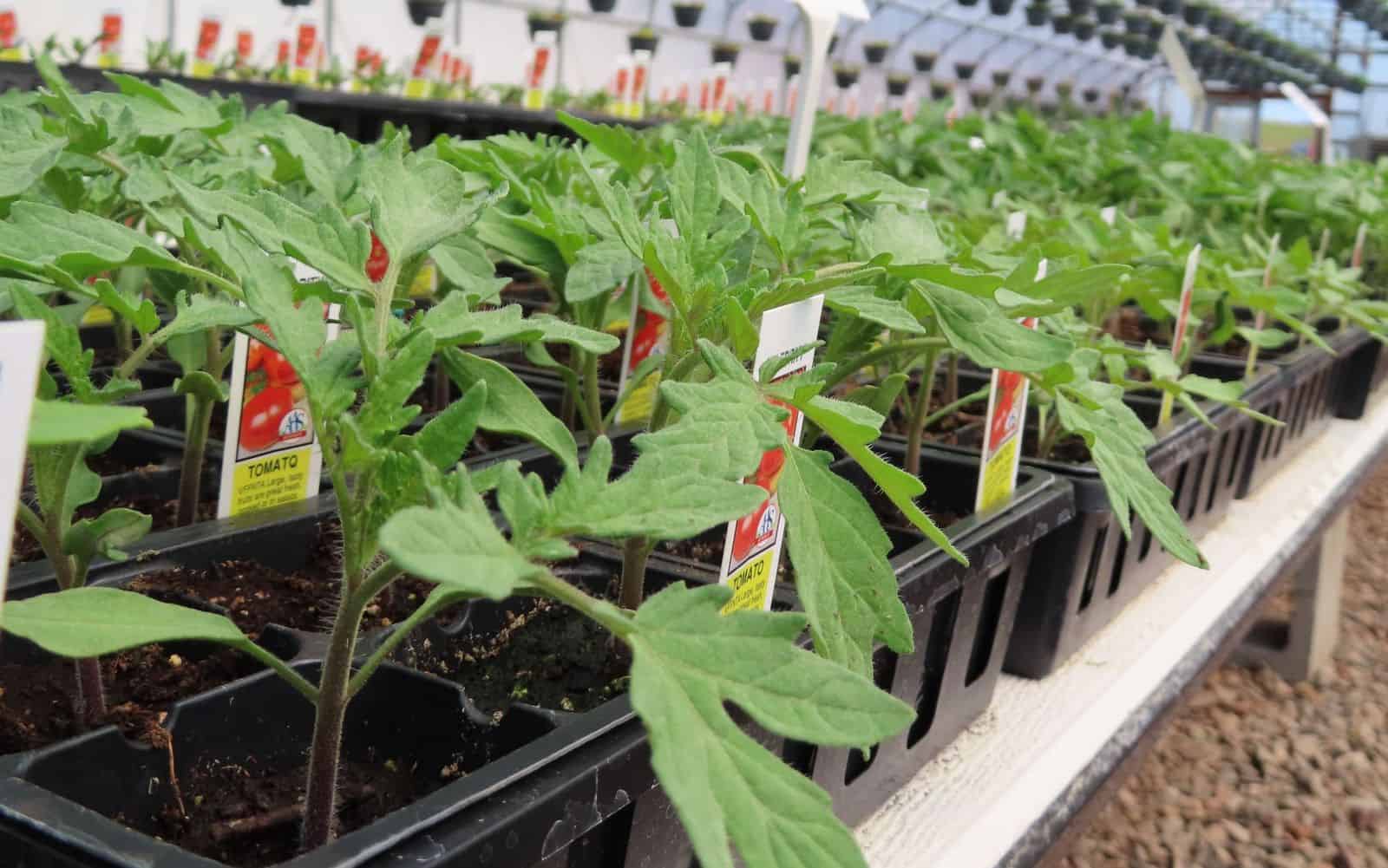 The Rio Tomato Tomato Plants