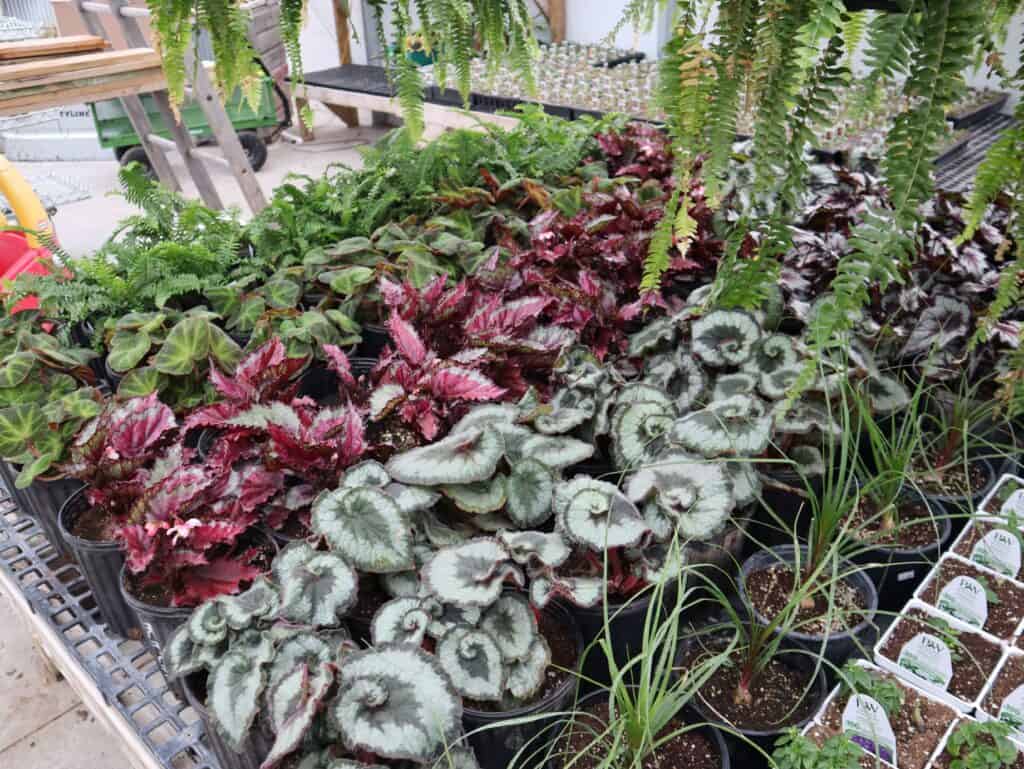 A Frame Family Greenhouse Spring 2026 (1)