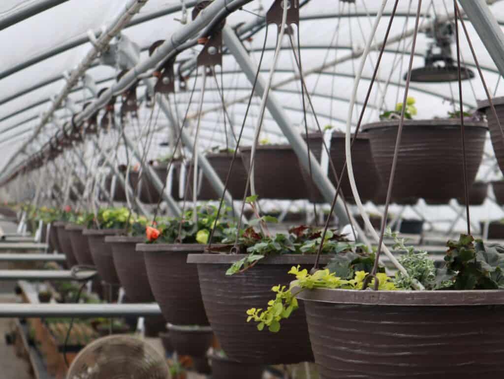 A Frame Family Greenhouse Spring 2026 (2)