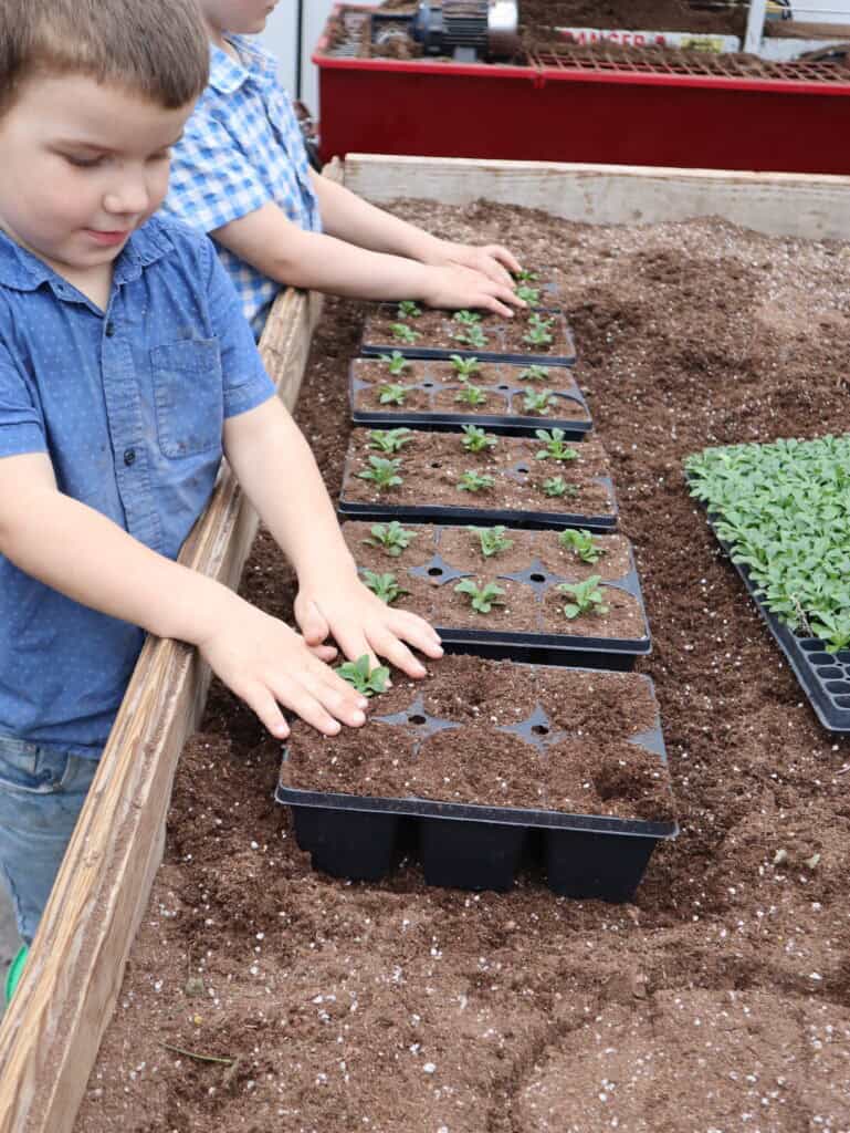 A Frame Family Greenhouse Spring 2026 (4)