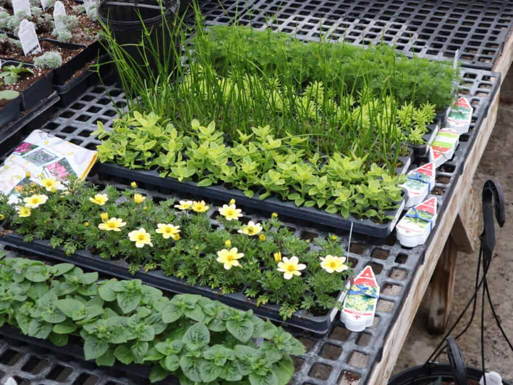 A Frame Family Greenhouse Spring 2026 (5)