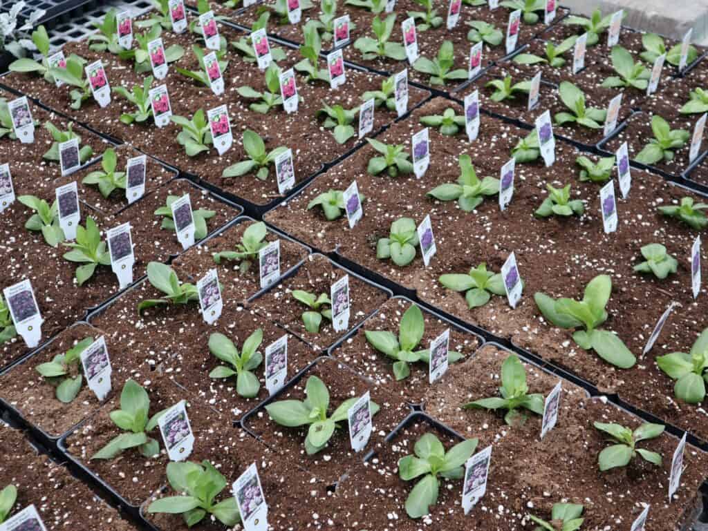 A Frame Family Greenhouse Spring 2026 (6)