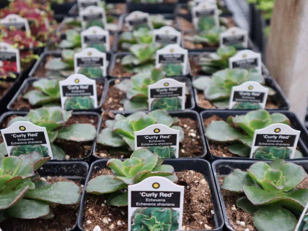 A Frame Family Greenhouse Spring 2026 (7)