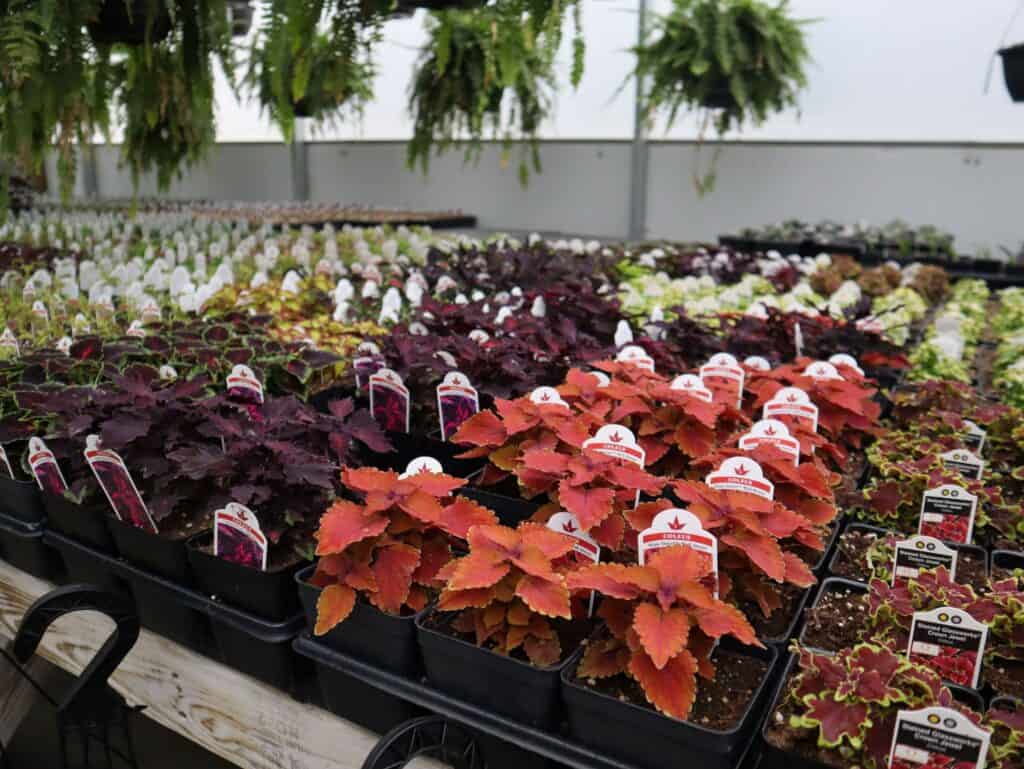 A Frame Family Greenhouse Spring 2026 (8)