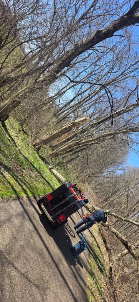 Precision Tree Care (1)