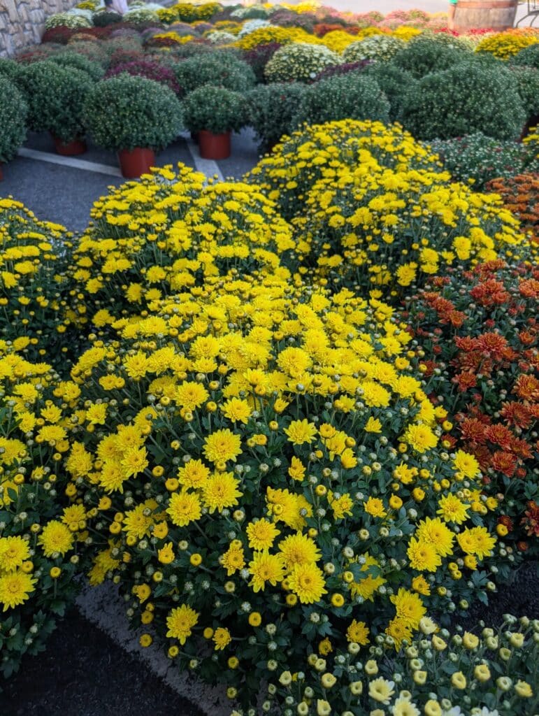 Reiff's Farm Market (17)