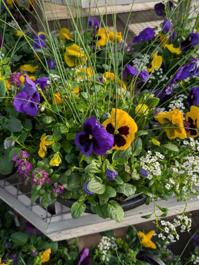 Reiff's Farm Market (41)