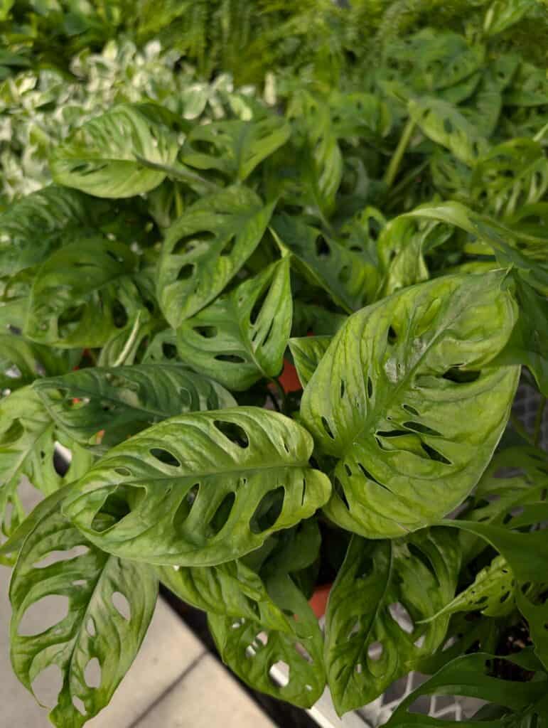 Reiff's Farm Market (42)