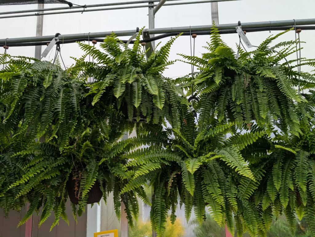 Reiff's Farm Market (44)