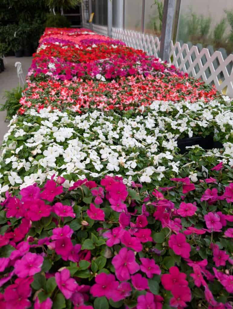 Reiff's Farm Market (45)