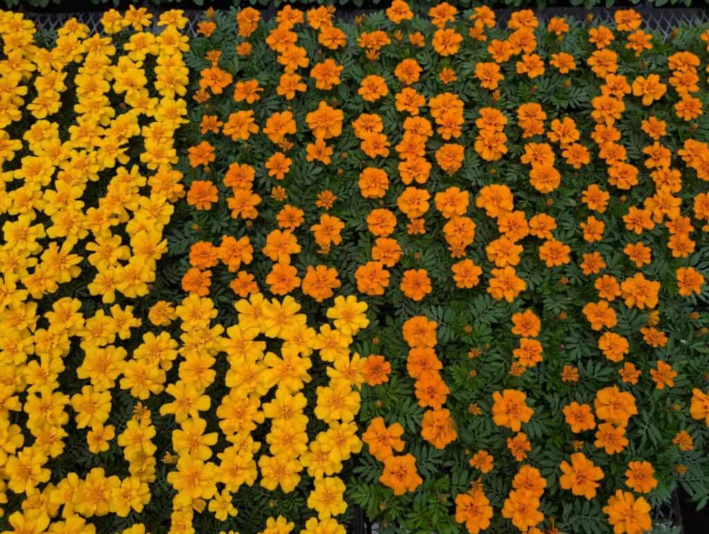 Reiff's Farm Market (48)