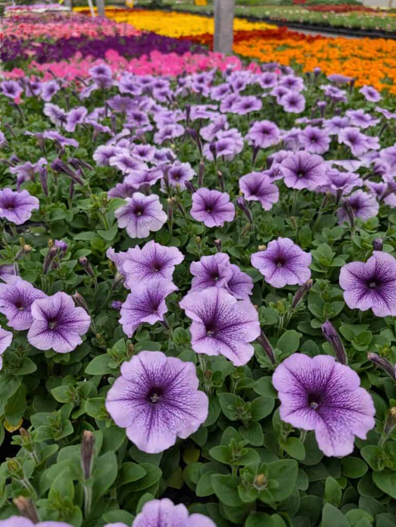 Reiff's Farm Market (49)