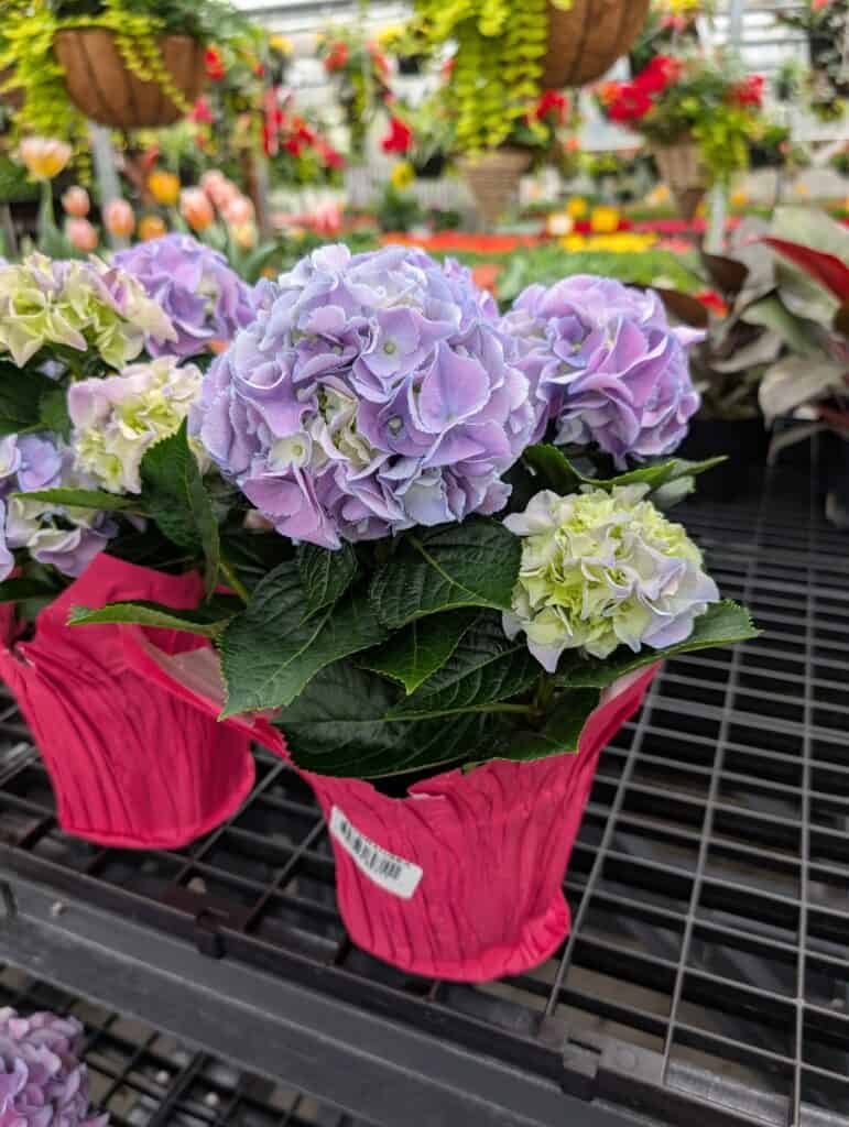 Reiff's Farm Market (52)