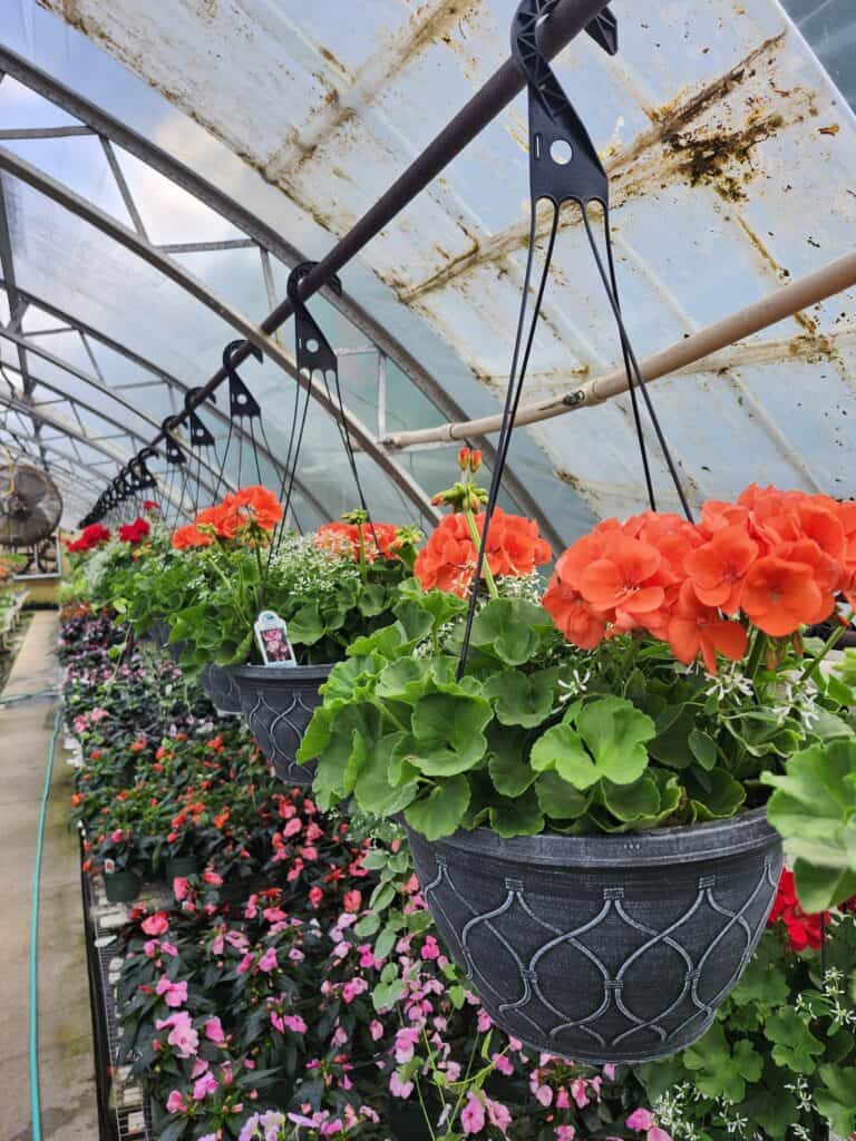 Spring Grove Nursery (1)