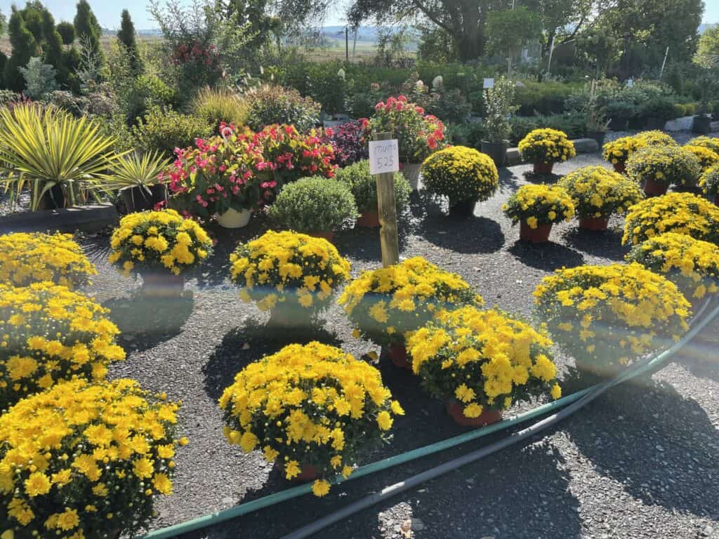 Spring Grove Nursery (11)