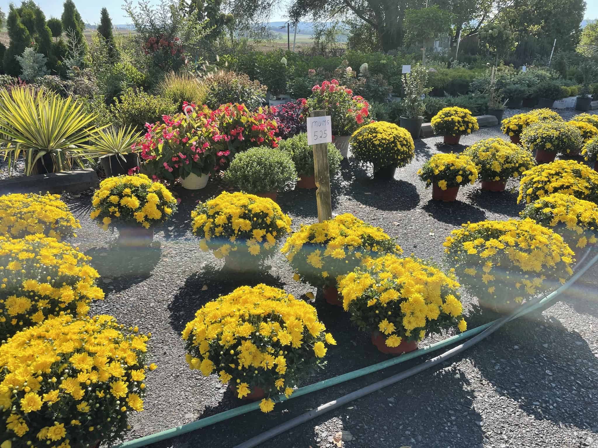 Spring Grove Nursery (11)