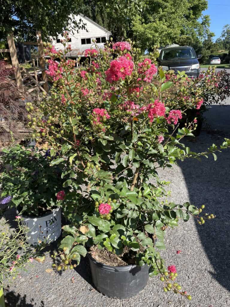 Spring Grove Nursery (12)