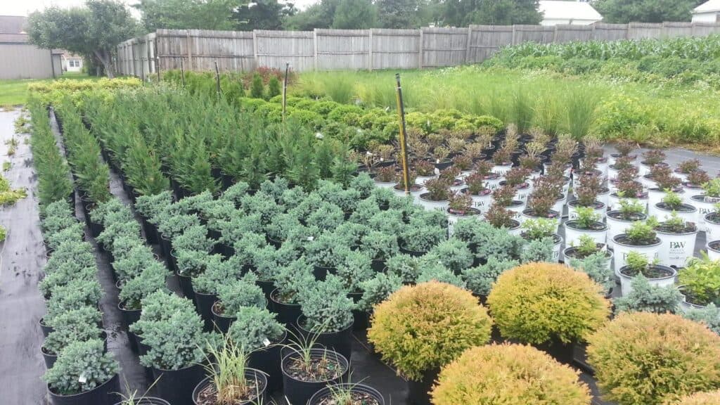 Spring Grove Nursery (13)