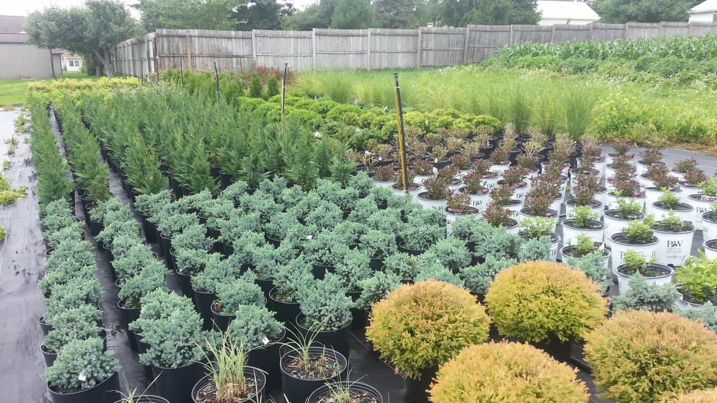 Spring Grove Nursery (13)
