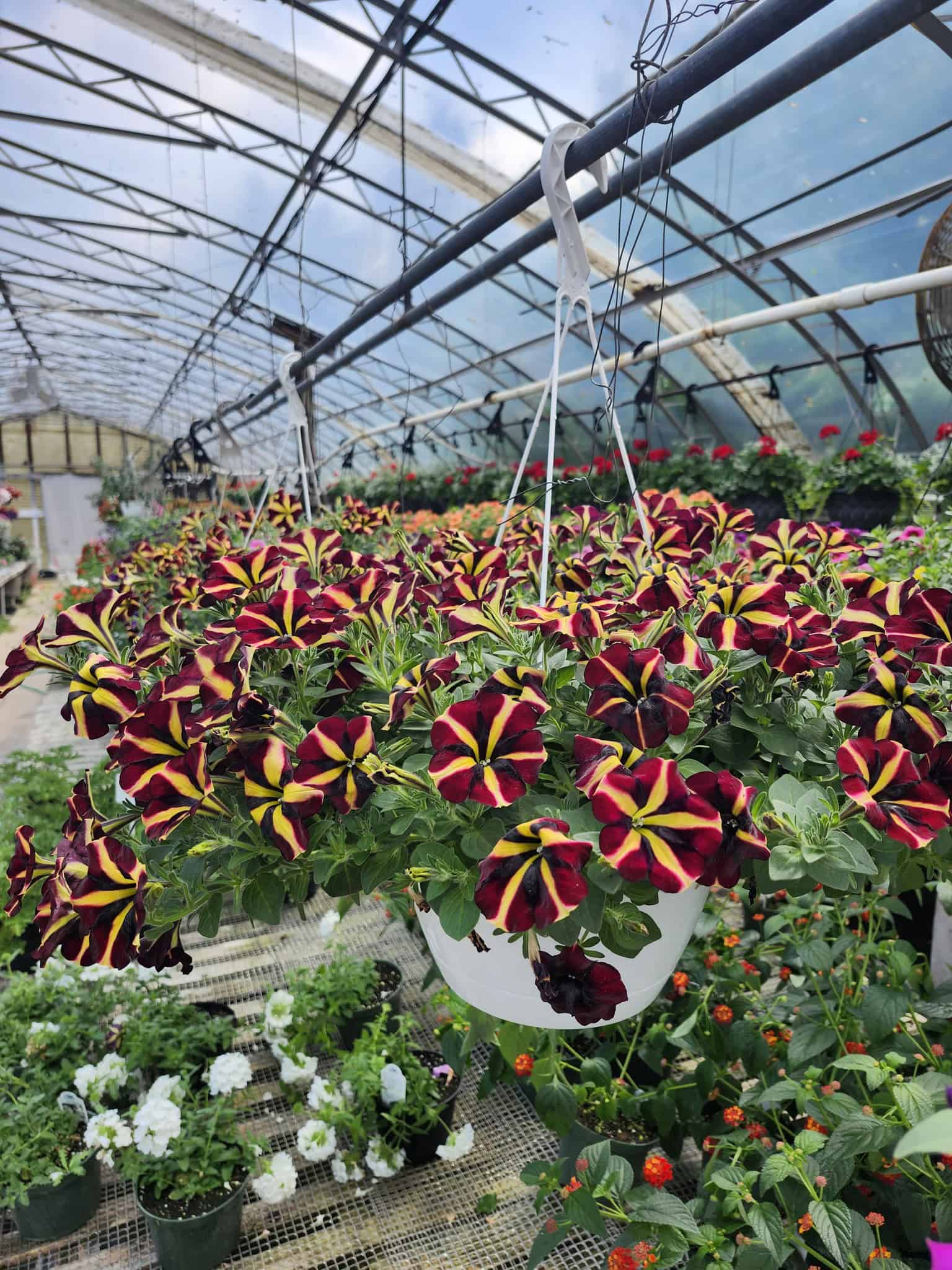 Spring Grove Nursery (2)