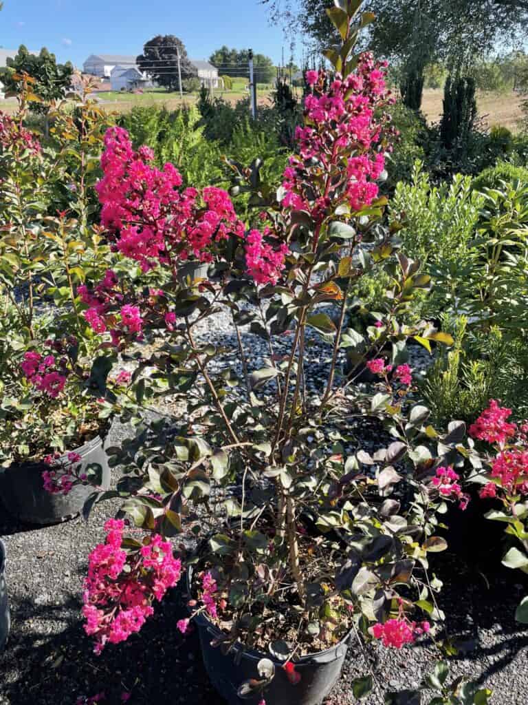 Spring Grove Nursery (3)